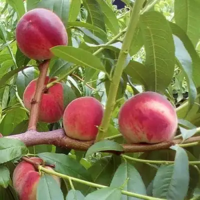 Персик КИЕВСКИЙ РАННИЙ в Полоцке