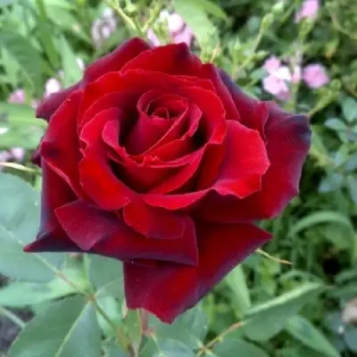 Роза ТАБУ чайно-гибридная в Полоцке