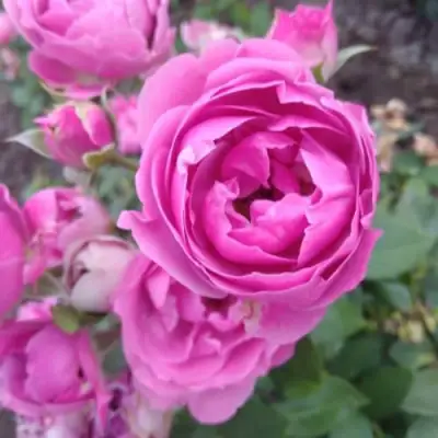 Роза МИСТИ БАБЛС спрей в Полоцке