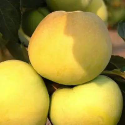 Яблоня АНТОНОВКА ЗОЛОТАЯ в Полоцке