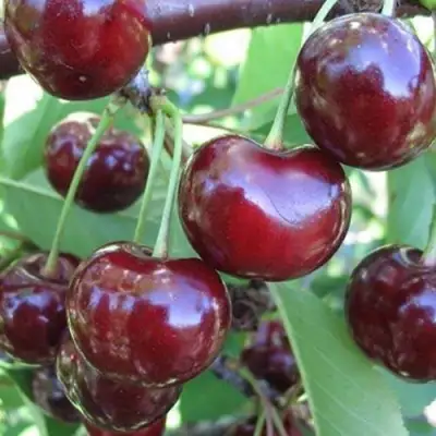 Вишня ЖАДАНА в Полоцке