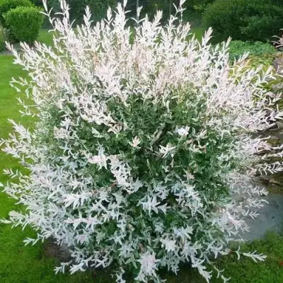 Ива ХАКУРО НИШИКИ в Полоцке