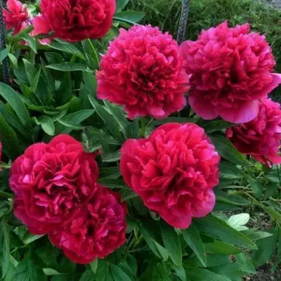 Пион БЕЛГРАВИЯ травянистый в Полоцке