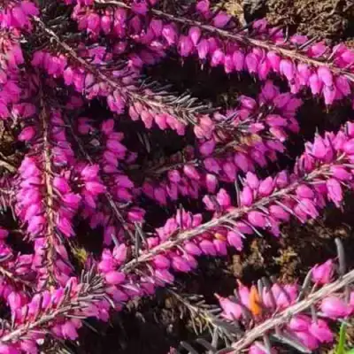 ЭРИКА "АЛЬПИЙСКИЙ ВЕРЕСК" (зимующая) сорт АТРОРУБРА в Полоцке