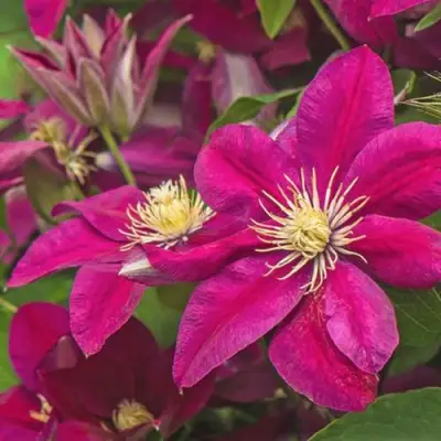 Клематис ЭРНЕСТ МАРКХАМ в Полоцке