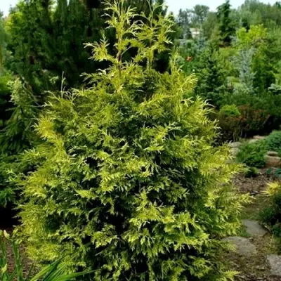 Туя ЗЕБРИНА ЭКСТРА ГОЛД складчатая в Полоцке