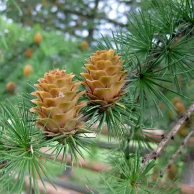 Лиственница КЕМПФЕРА в Полоцке