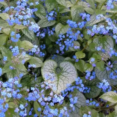 Бруннера ДЖЭК ФРОСТ в Полоцке