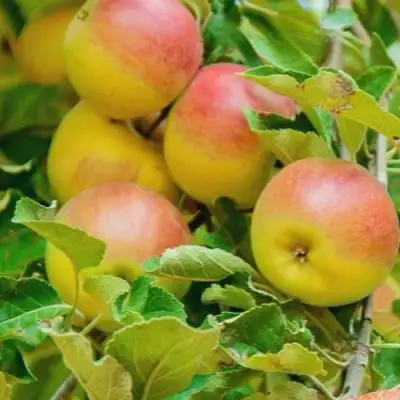 Яблоня ПАМЯТЬ БЛЫНСКОГО колонновидная в Полоцке