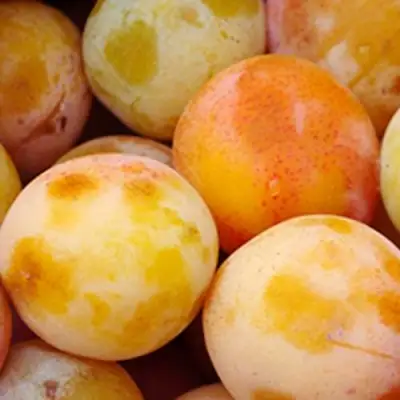 Слива ЯХОНТОВАЯ в Полоцке