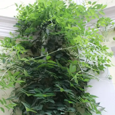 Глициния макростахия БЛЮ МУН в Полоцке