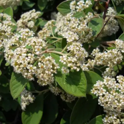 Кизильник пузырчатый в Полоцке