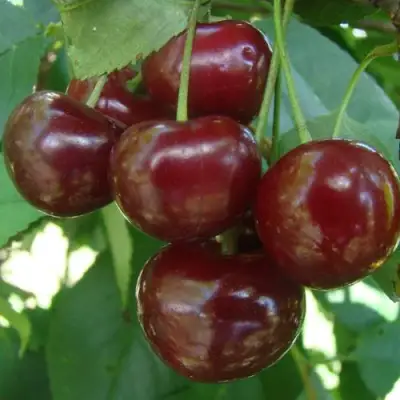 Дюк КОРМИЛИЦА в Полоцке