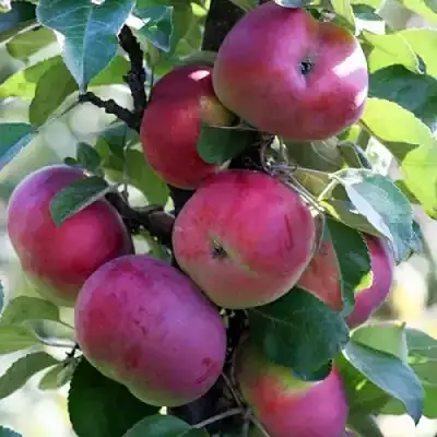 Яблоня ЕСЕНИЯ колонновидная в Полоцке