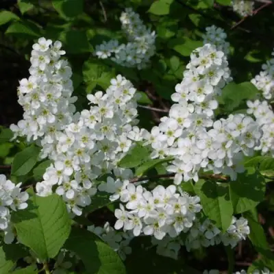 Черемуха ПАМЯТИ САЛАМАТОВА в Полоцке