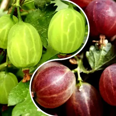 Комплект СКАЗКА в Полоцке