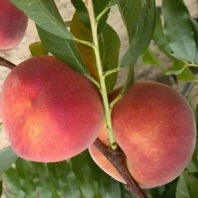 Персик ЮБИЛЕЙ СТОЛИЦЫ колонновидный в Полоцке