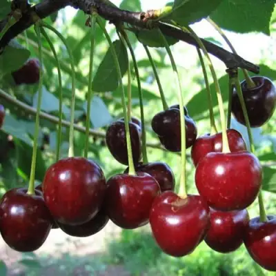 Вишня БЫСТРИНКА в Полоцке