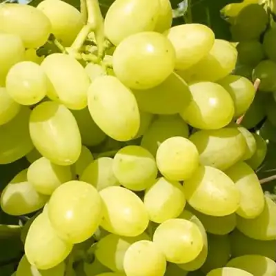 Виноград ДОЛГОЖДАННЫЙ в Полоцке