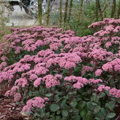 Очиток (седум) МАТРОНА в Полоцке