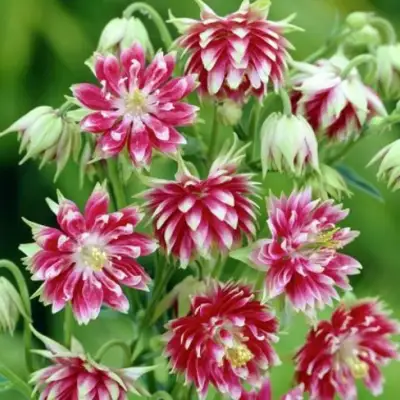 Аквилегия БАРЛОУ НОРА гибрид МакКаны в Полоцке