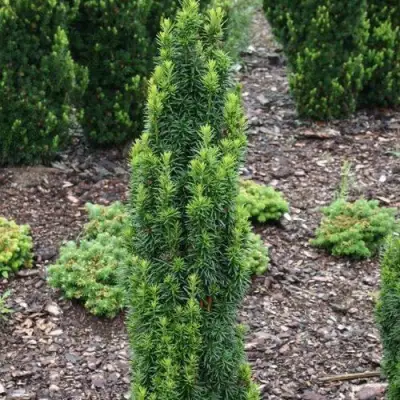 Тис ВОЙТЕК средний  в Полоцке