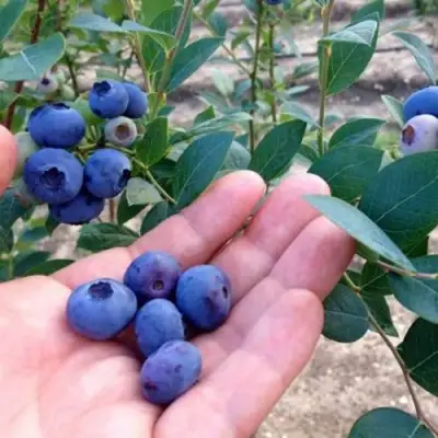 Голубика НОРТ КАНТРИ в Полоцке