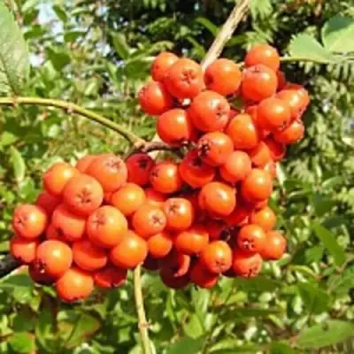 Рябина КОНЦЕНТРА сладкоплодная в Полоцке