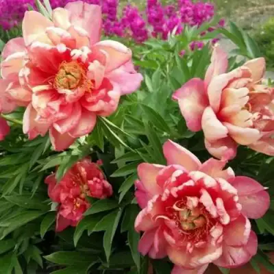 Пион ДЖУЛИЯ РОУЗ ито-гибрид в Полоцке