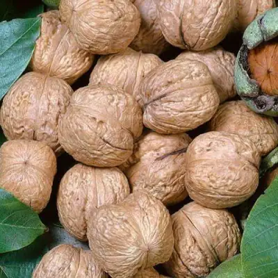 Грецкий орех ПРЕЗИДЕНТ в Полоцке