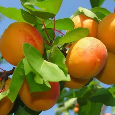 Абрикос КИЕВСКИЙ РАННИЙ в Полоцке