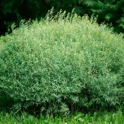 Ива НАНА пурпурная в Полоцке