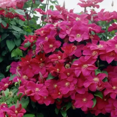 Клематис РУЖ КАРДИНАЛ в Полоцке