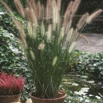 Пеннисетум ХАМЕЛН в Полоцке