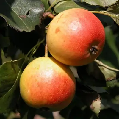 Груша АЛЁНУШКА в Полоцке