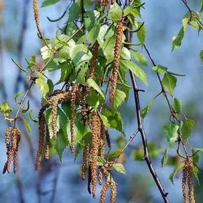 Береза ПОВИСЛАЯ в Полоцке