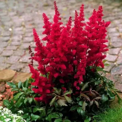 Астильба ГЛАТ Арендса в Полоцке