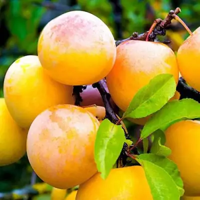 Слива МИНСКАЯ в Полоцке