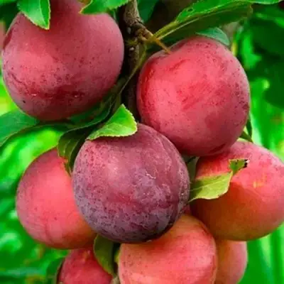 Слива КЛЕОПАТРА в Полоцке