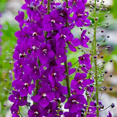 Коровяк ВИОЛЕТТА (вербаскум) в Полоцке