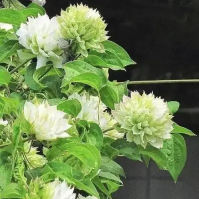 Клематис КОХАНА в Полоцке