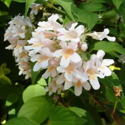 Кольквиция прелестная в Полоцке