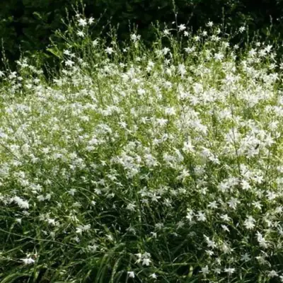 Венечник ветвистый в Полоцке