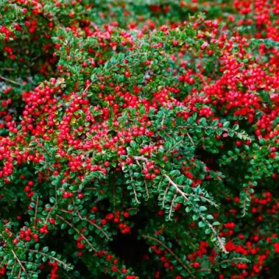 Кизильник горизонтальный в Полоцке