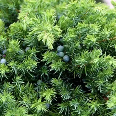 Можжевельник ШЛЯГЕР прибрежный в Полоцке