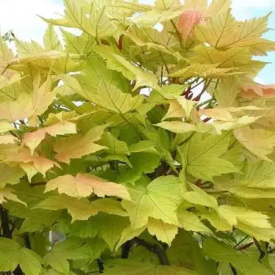 Клен ложноплатановый в Полоцке