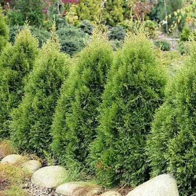 Туя СМАРАГД ВИТБОНТ западная в Полоцке