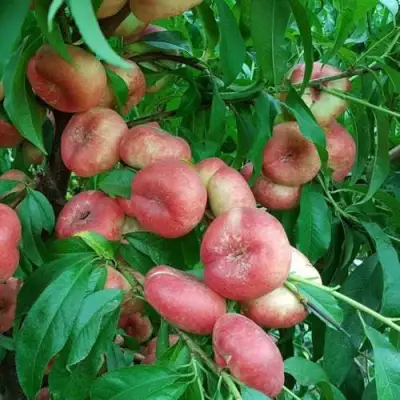 Нектарин КОНЦЕТТИНА в Полоцке