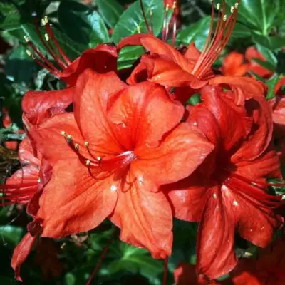 Азалия ДОЛОРОСО листопадная в Полоцке