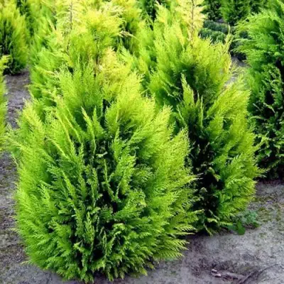 Кипарисовик ИВОНЕ лавсана в Полоцке